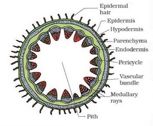 Pericycle In Stem