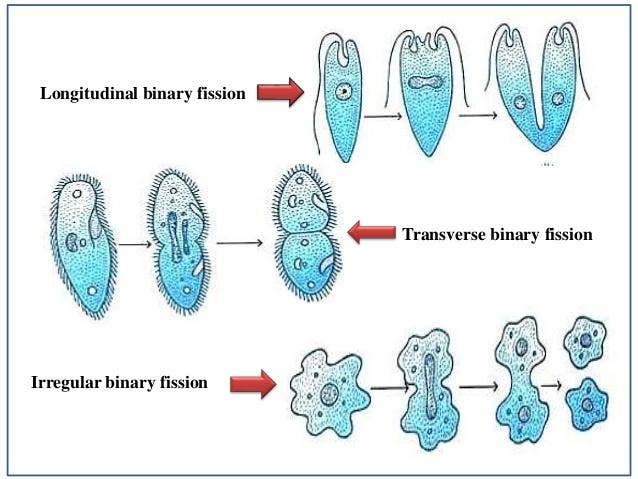 Example Of Binary Fission