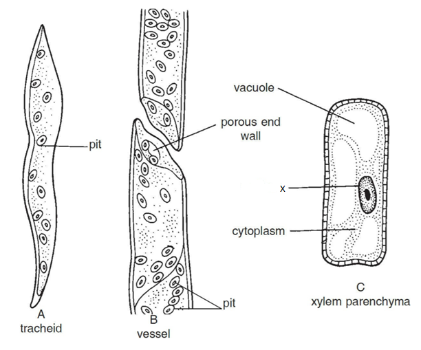 Draw and identify different elements of xylem