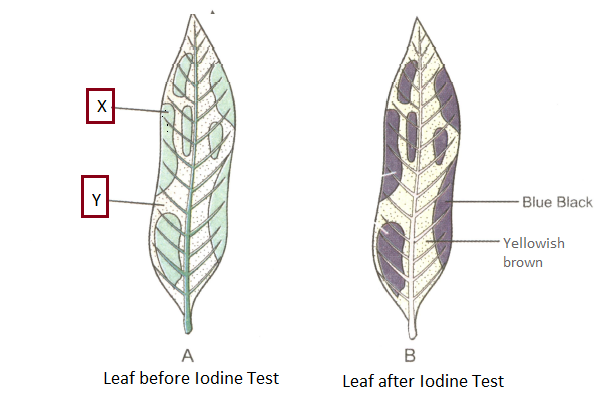 experiment to prove chlorophyll is necessary for photosynthesis