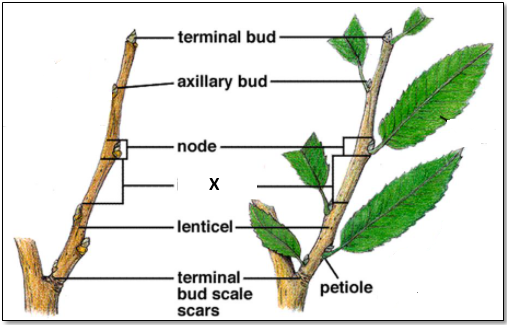 Draw a neat and welllabelled diagram of parts of a stem