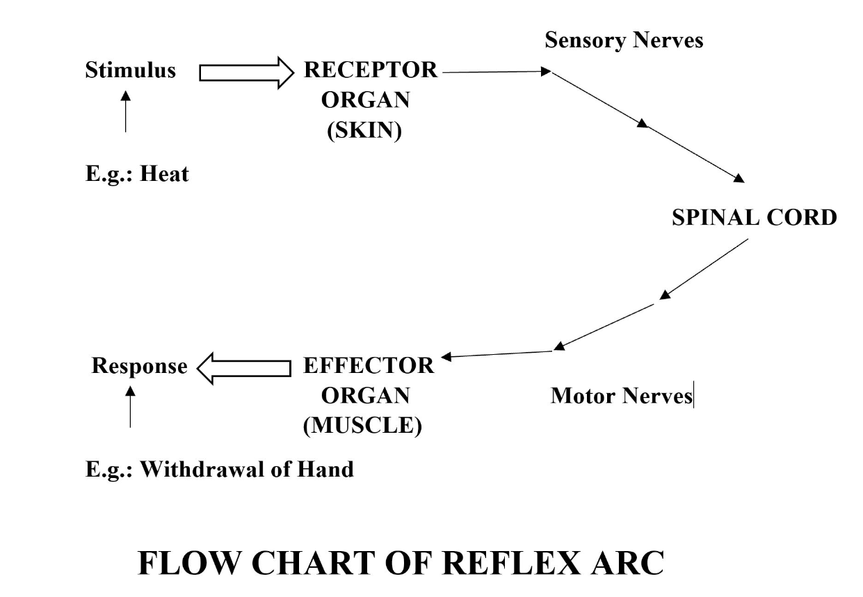 Define reflex arc Give the flow chart of a spinal reflex arc