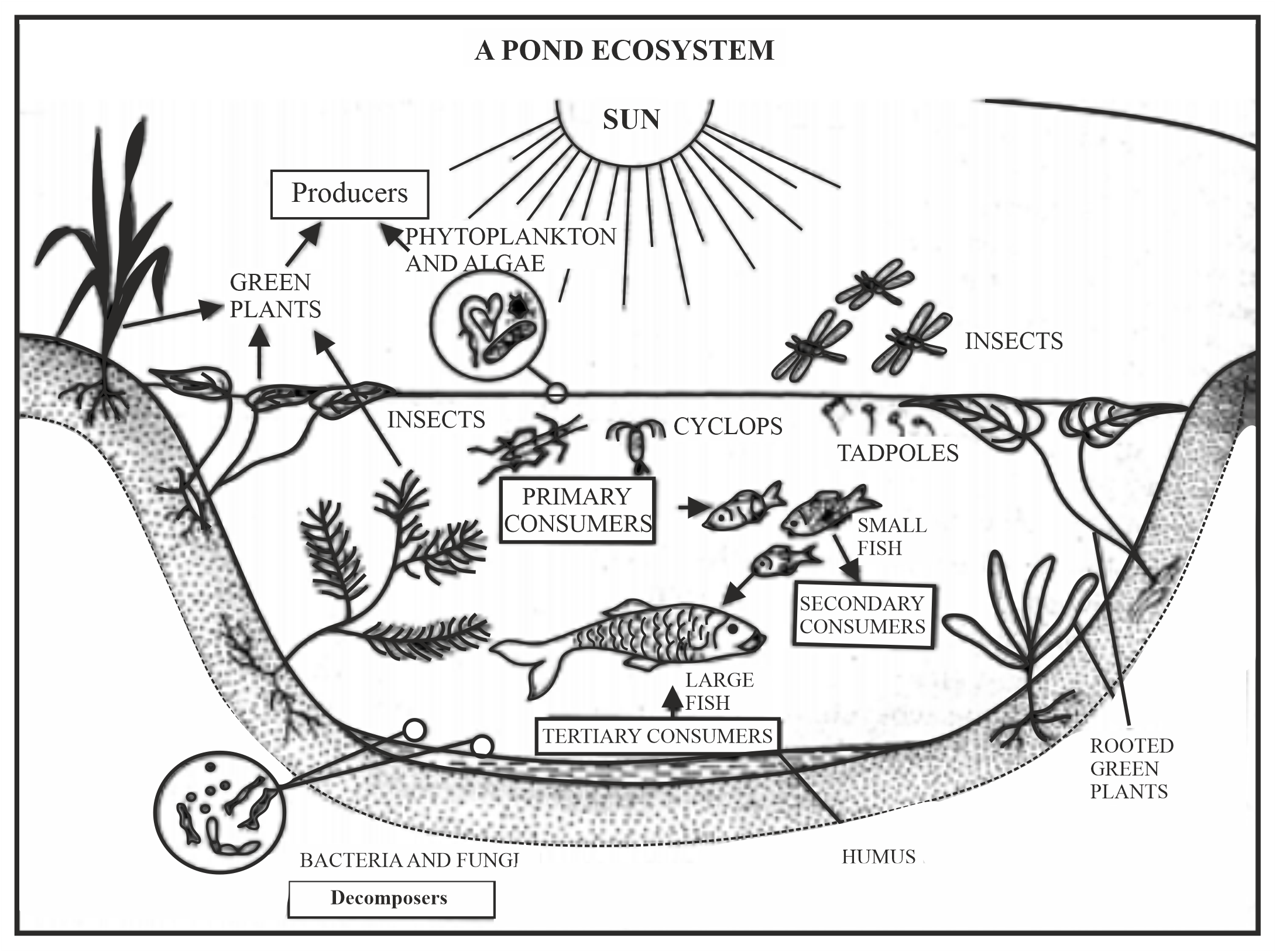 Ecosystems, Ecosystems projects, Stem science activities