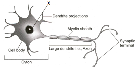 Draw the structure of a neuron and explain its function