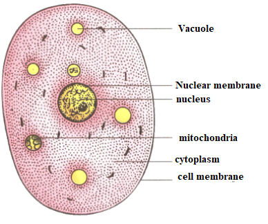 Draw A Well Labelled Diagram Of A Typical Cell - Infoupdate.org