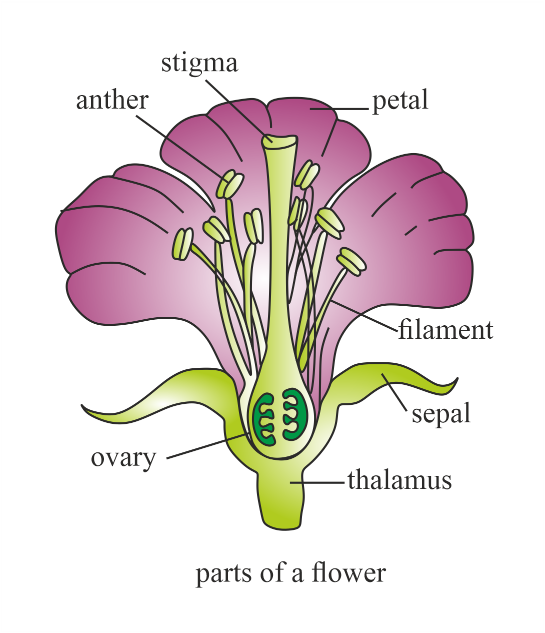 draw-the-structure-of-a-flower-label-its-different-parts