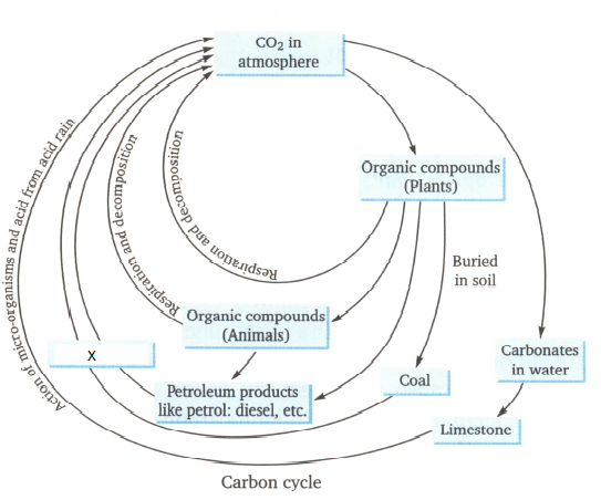 Draw a well labelled diagram to show carbon cycle in nature