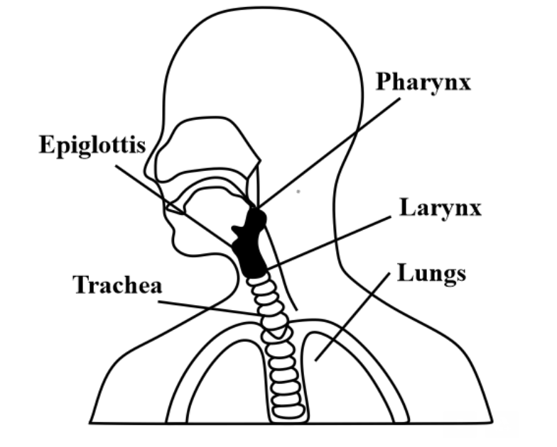Diagrams of the larynx. On the right the intact larynx is viewed from... |  Download Scientific Diagram