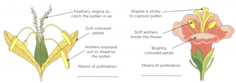 Why Does Insect Pollinated Flowers Have Sticky Pollen Best Flower Site 