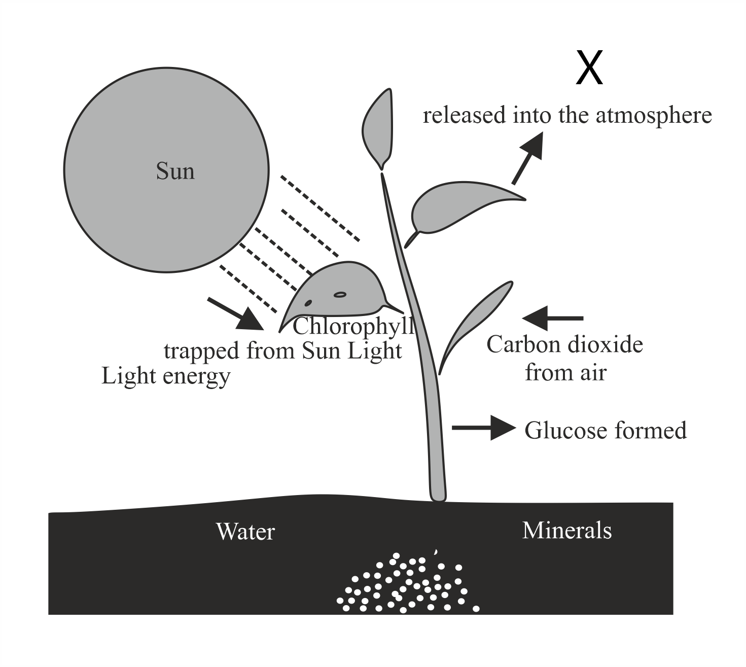 Draw a diagram showing photosynthesis