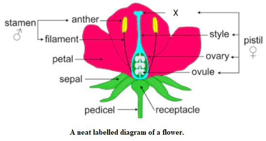 What is the function of a flower Draw a labelled diagram of a flower ...