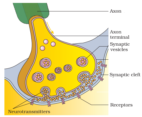 synaptic cleft diagram