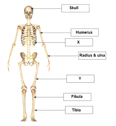 skeletal system with labels
