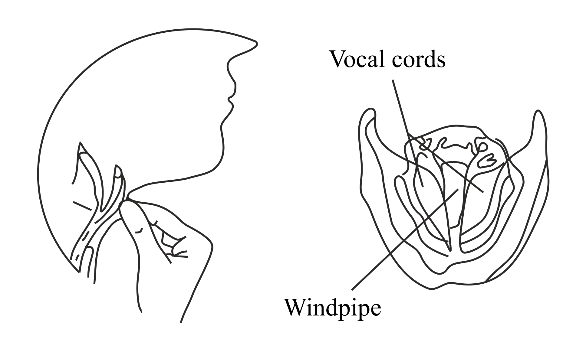 Sketch larynx and explain its function in your own words.