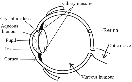 draw-a-welllabelled-diagram-of-the-structure-of-human-eye