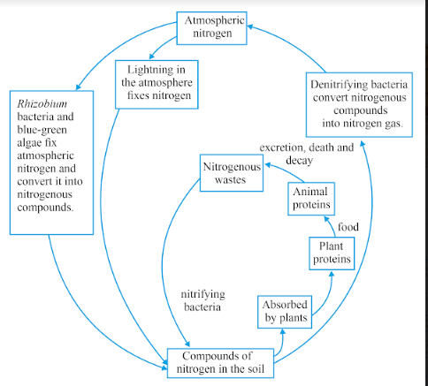 Draw a neat, labelled diagram of nitrogen cycle in nature. Which natural  phenomenon - Sarthaks eConnect | Largest Online Education Community