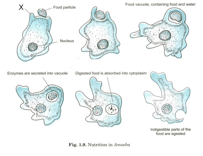 With the help of labelled diagram show the process of nutrition in Amoeba