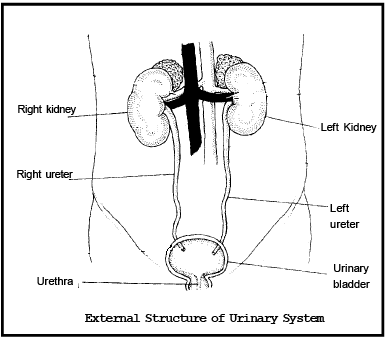 Human Urinary System Diagram || Human Excretory System Diagram || Class 10  Biology - YouTube