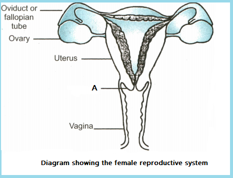 Female Reproductive System Diagram Images  Free Download on Freepik