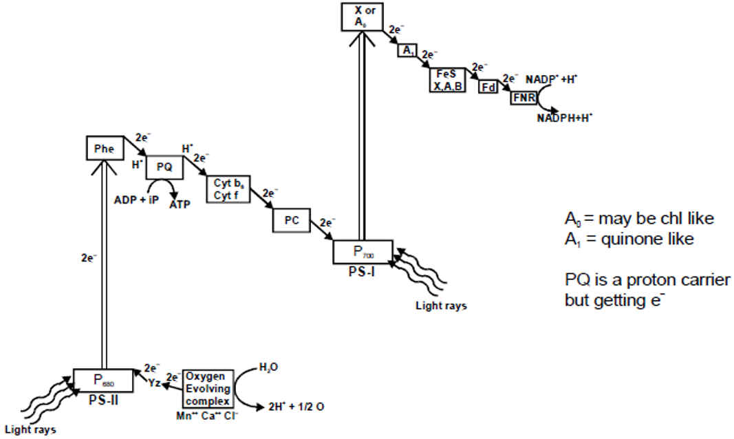 Noncyclic photophosphorylation
