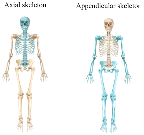 Diagram Of Right Pectoral Girdle And Upper Arm