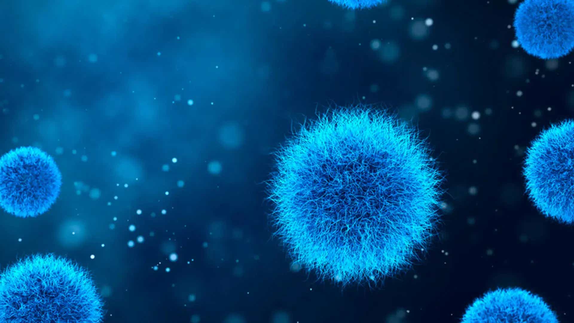 What is two kingdom classification Give its drawbacks