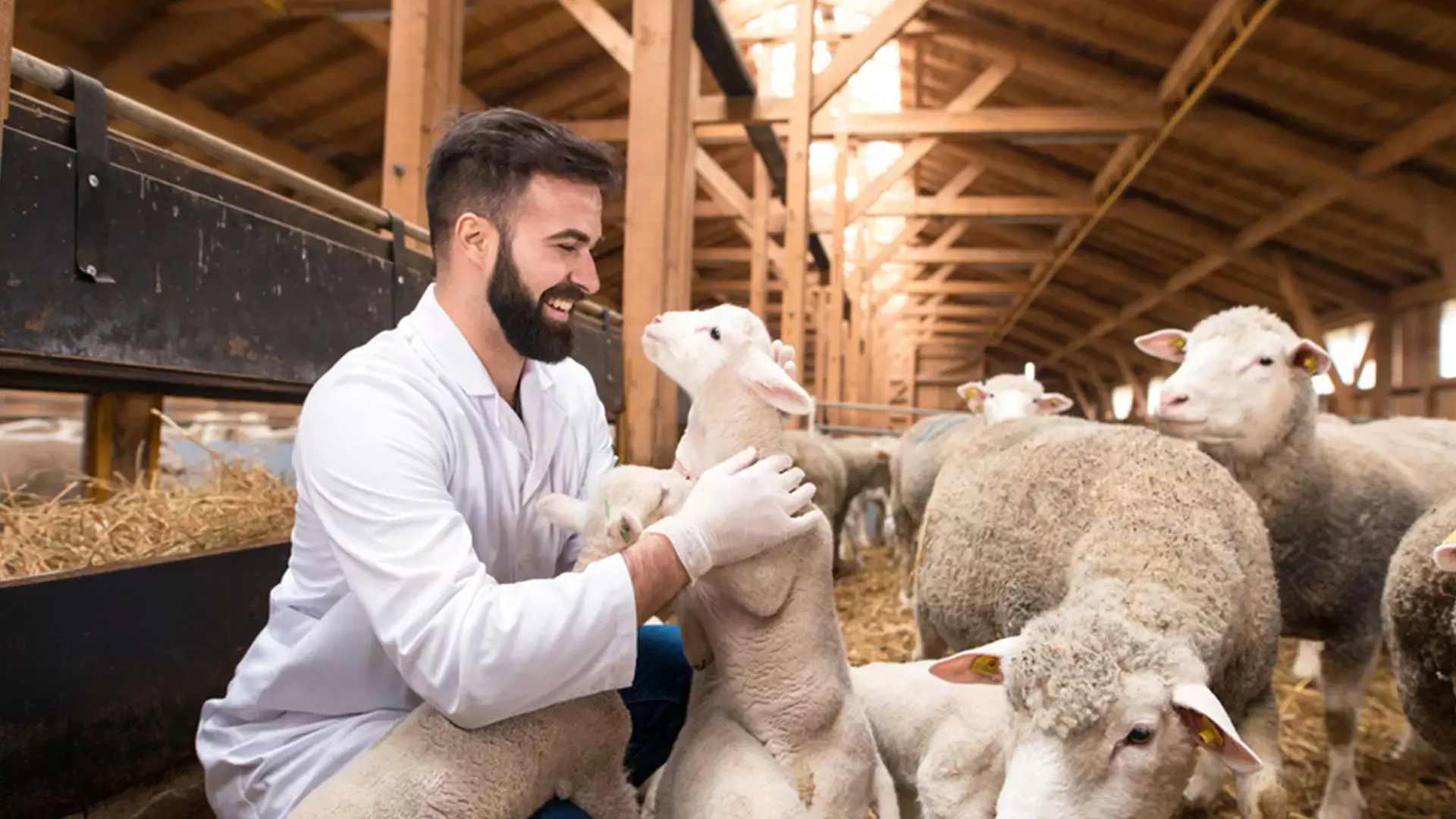 Name the animals that give us wool Name the animals that give us wool