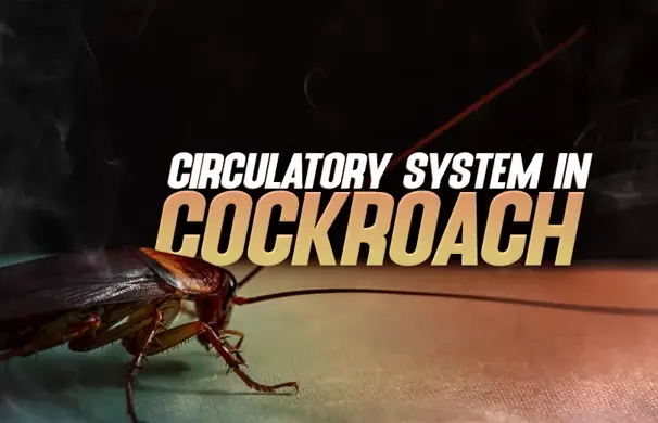 Why body cavity of cockroach is called as haemocoel