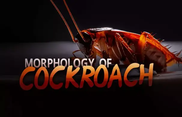Why body cavity of cockroach is called as haemocoel Why body cavity of cockroach is called as haemocoel