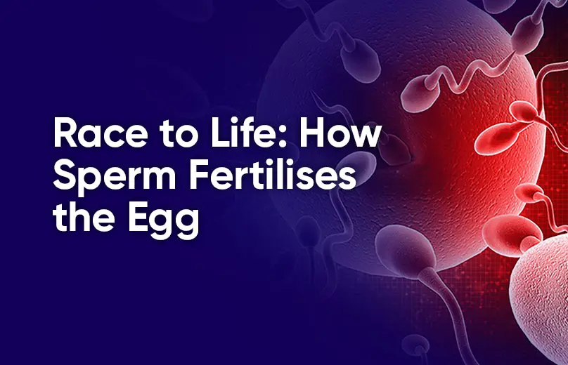 Formation of zygote is observed in those animals that a Exhibit internal  fertilisation b Undergo external fertilisation c Are diploid d Exhibit  great synchrony in laying gametes in water Choose the correct