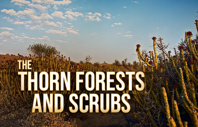 tropical thorn forests and scrubs