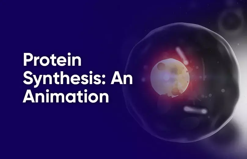 simple protein synthesis animation