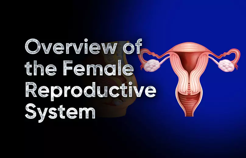 Draw a labelled diagram of female reproductive system.